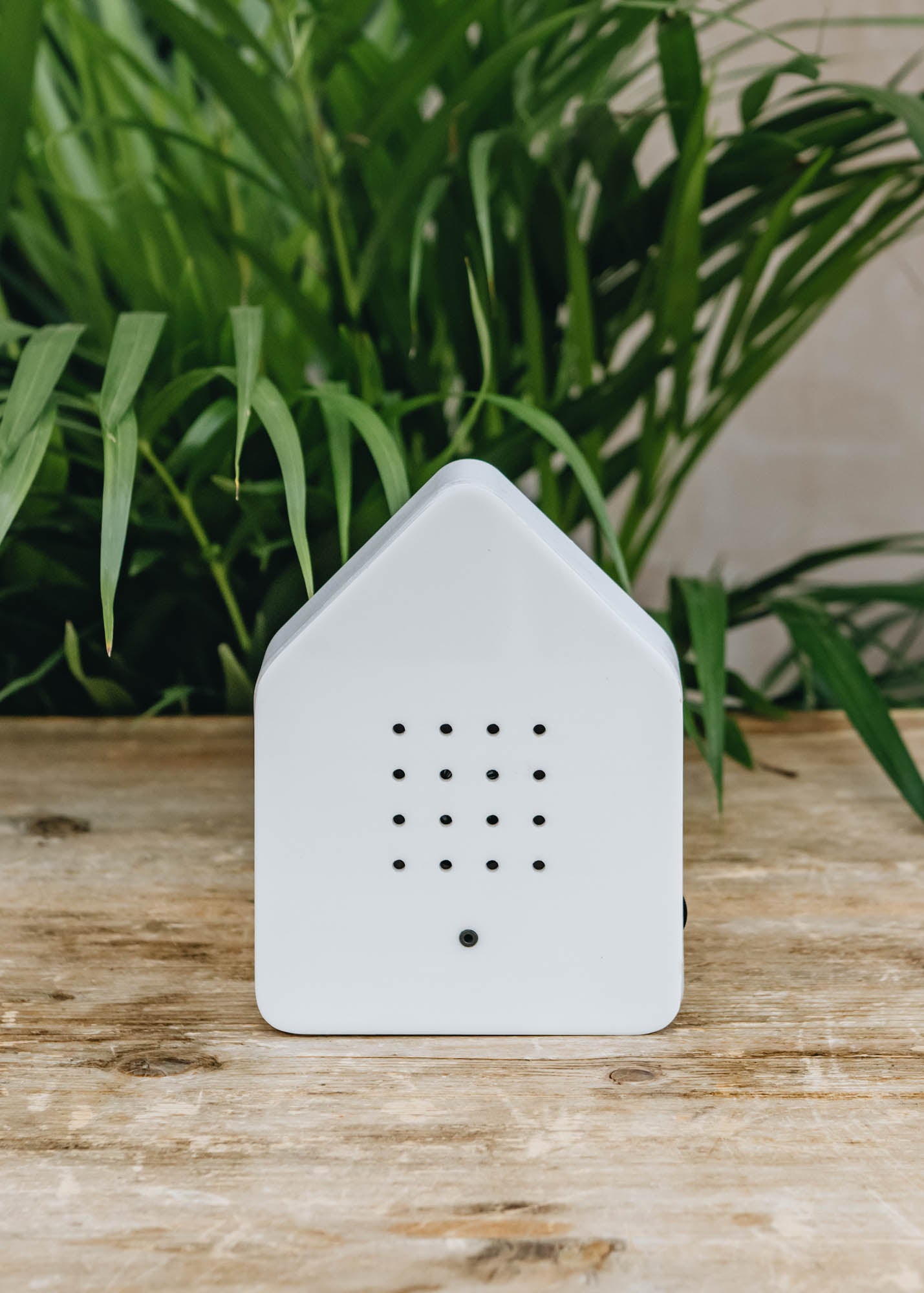 Birdsong Box in White