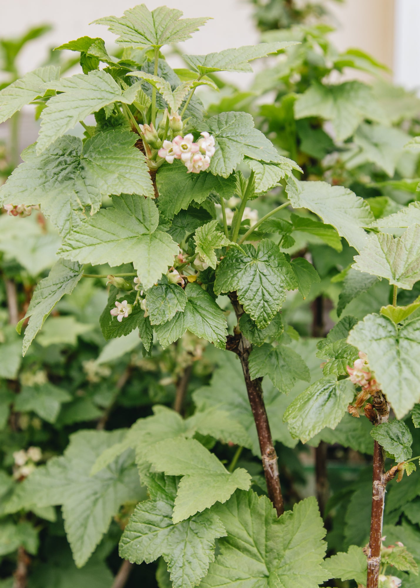 Blackcurrant Blackcurrant Cassissima® 'Black Marble'®, 5L 