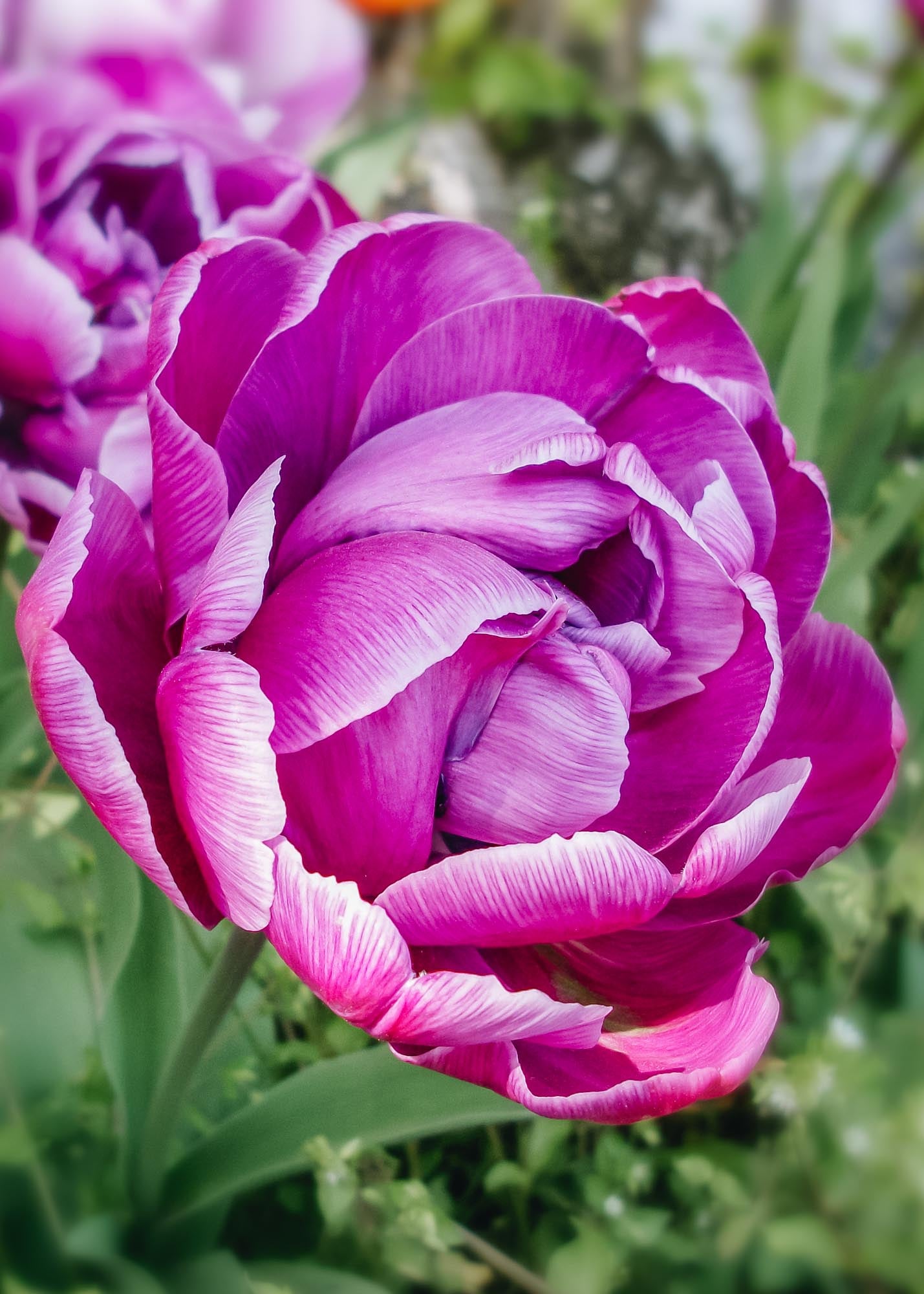Tulipa Blue Diamond Bulbs