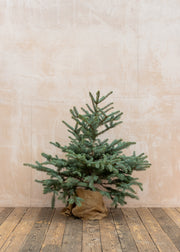 Blue Spruce Pot Grown Christmas Tree, 1.5ft-3ft
