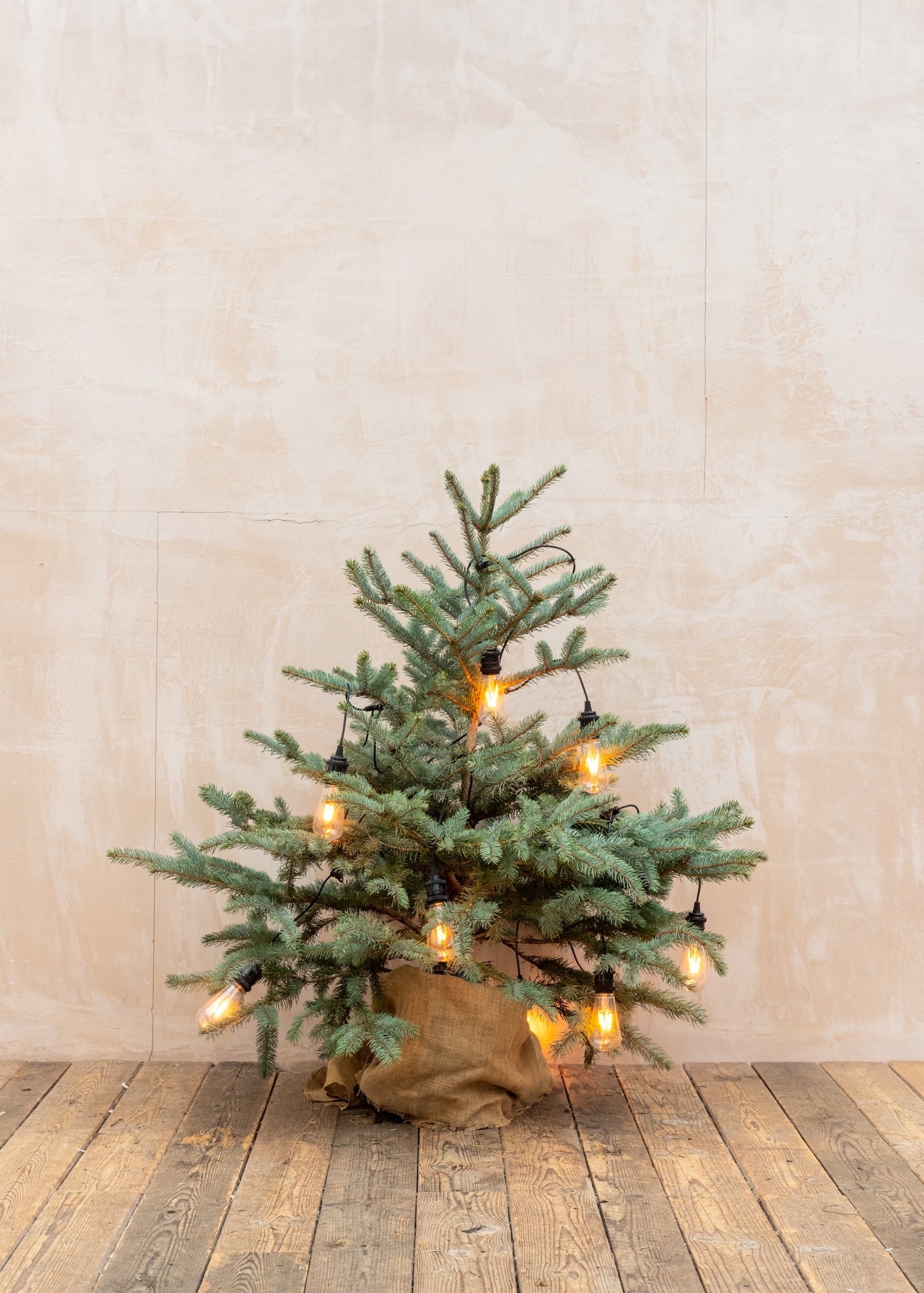 Christmas Trees Blue Spruce Pot Grown Christmas Tree, 1.5ft-3ft