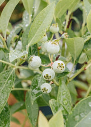 Blueberry Vaccinium corymbosum 'Miniblue', 3L