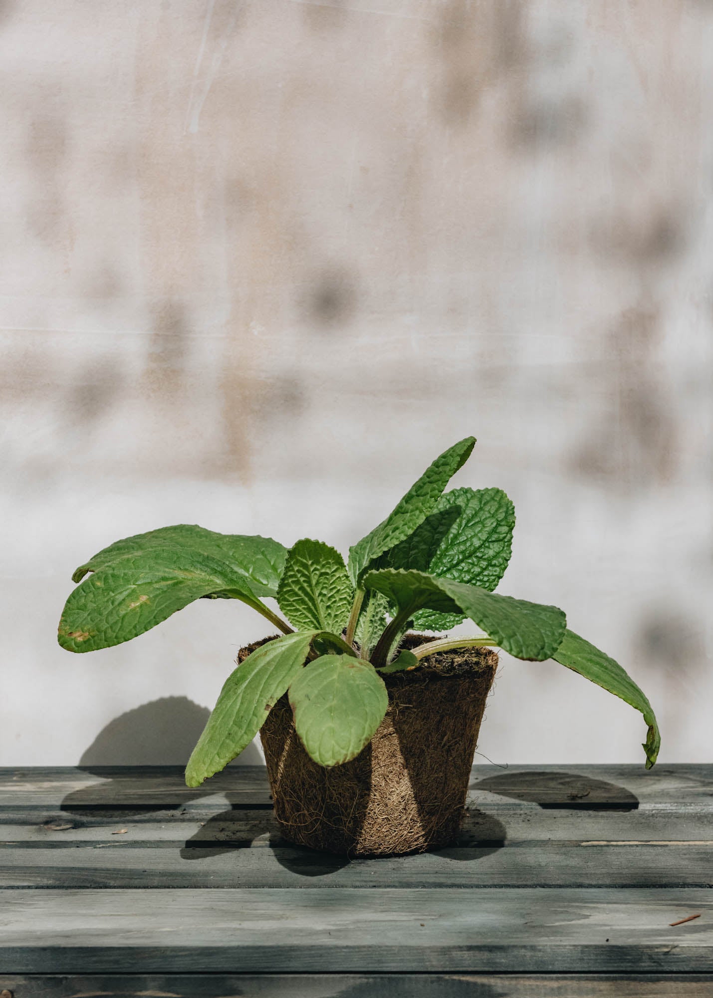 Rosemary Borage