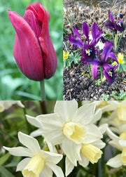 Taylors Bulbs Brilliant Bulb Lasagne Bulb Blend