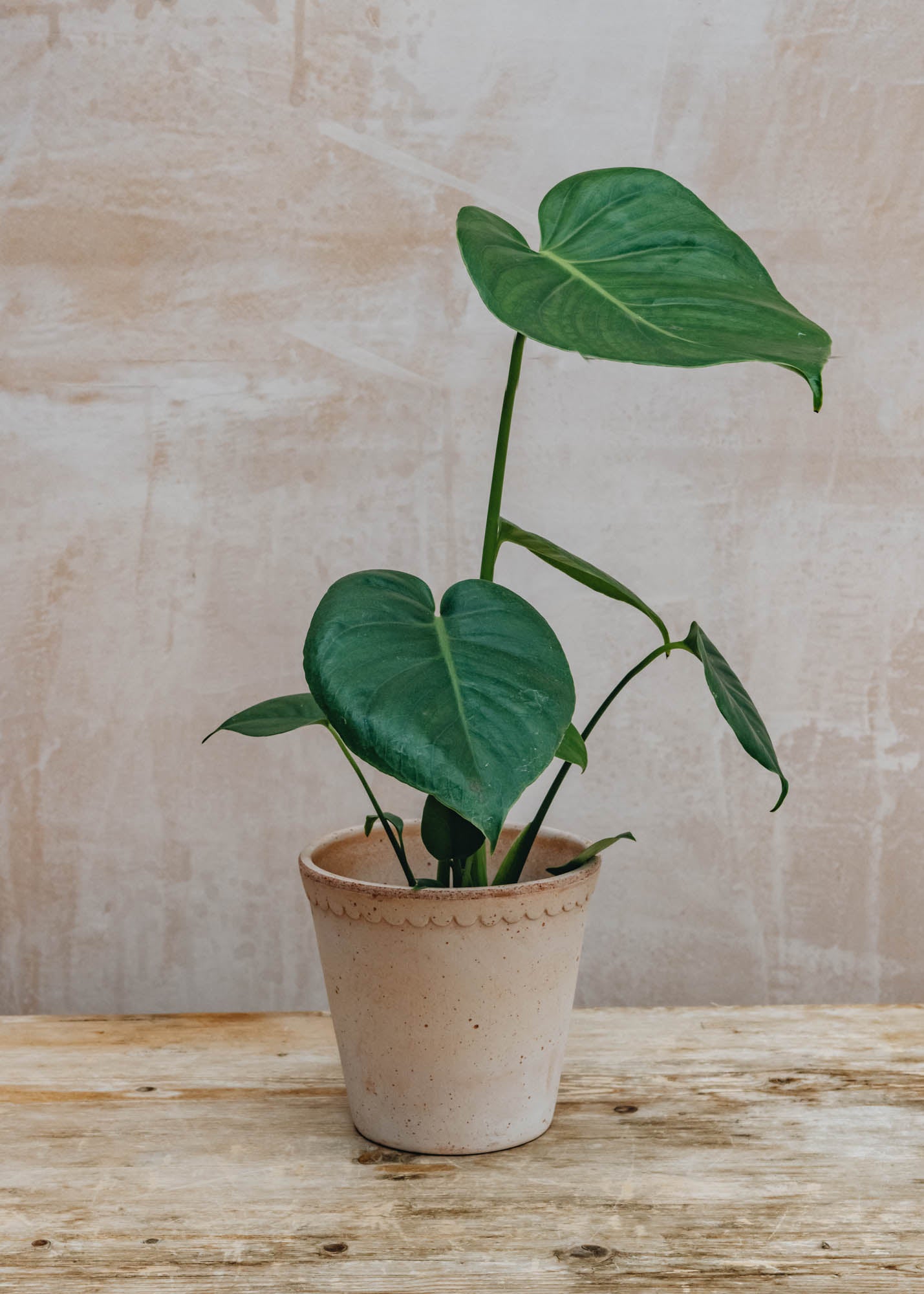 British Grown Monstera Deliciosa, 12cm pot