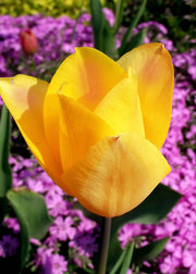 Taylors Bulbs Tulipa linifolia 'Bronze Charm' Bulbs