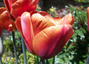 Taylors Bulbs Tulipa 'Brown Sugar' Bulbs