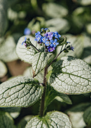Memento Brunnera macrophylla Alexandria, 2L