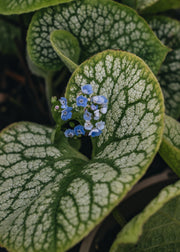Brunnera Jack of Diamonds