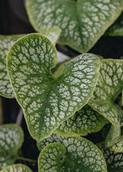 Brunnera Brunnera Jack of Diamonds