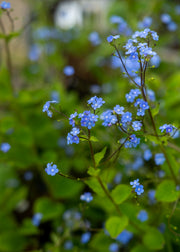 Brunnera macrophylla, 1L
