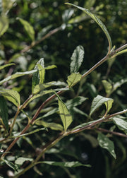 Buddleia davidii Wisteria Lane