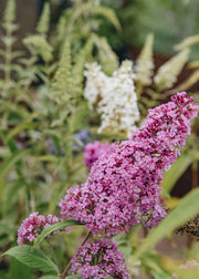 Buddleia Pink Delight