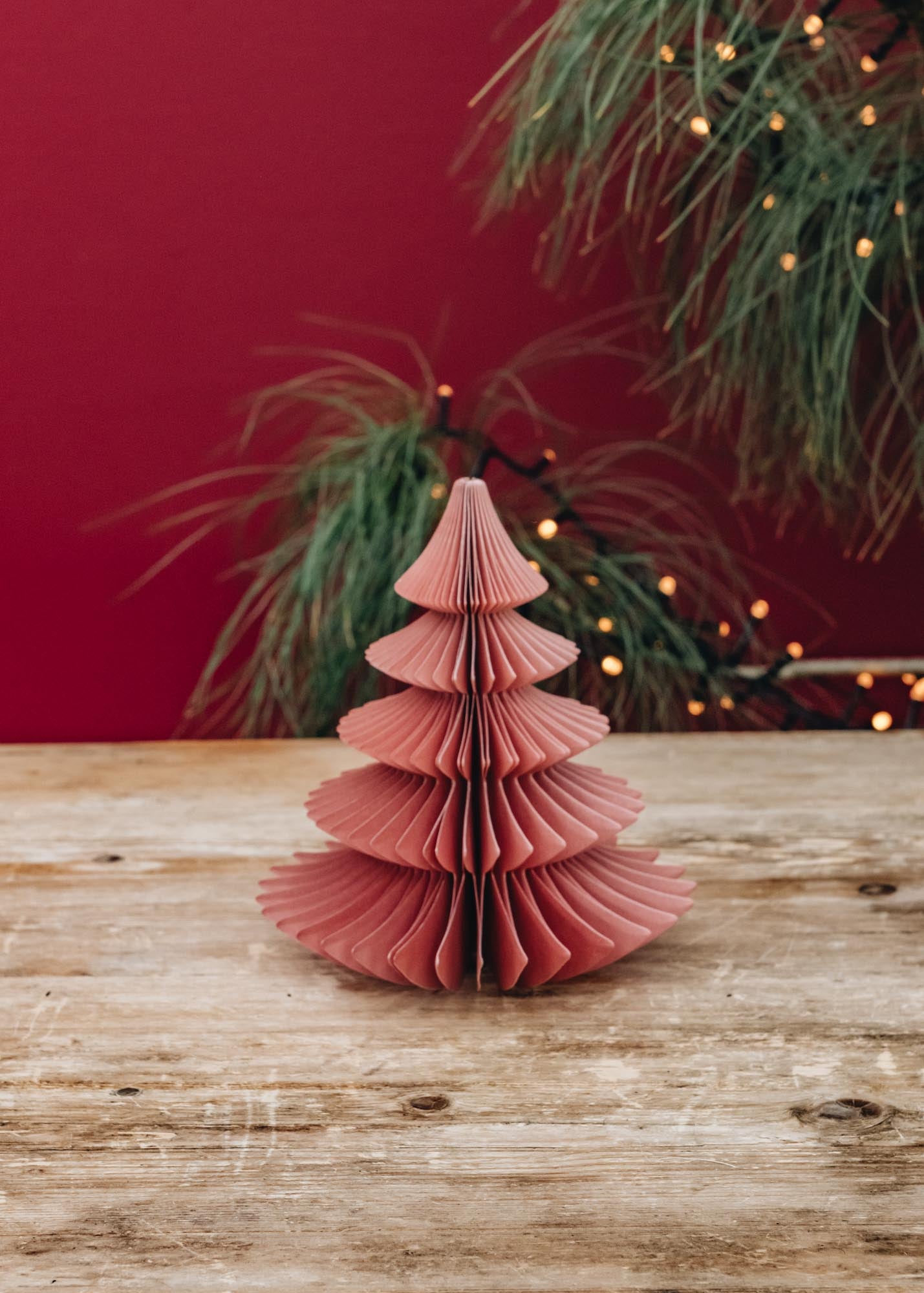 Coral Paper Tree