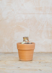 Taylors Bulbs Amaryllis Black Pearl Bulb with Pot and Compost Pellet