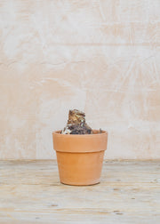 Taylors Bulbs Amaryllis Cherry Blossom Bulb with Pot and Compost Pellet