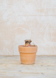 Taylors Bulbs Amaryllis Picotee Bulb with Pot and Compost Pellet