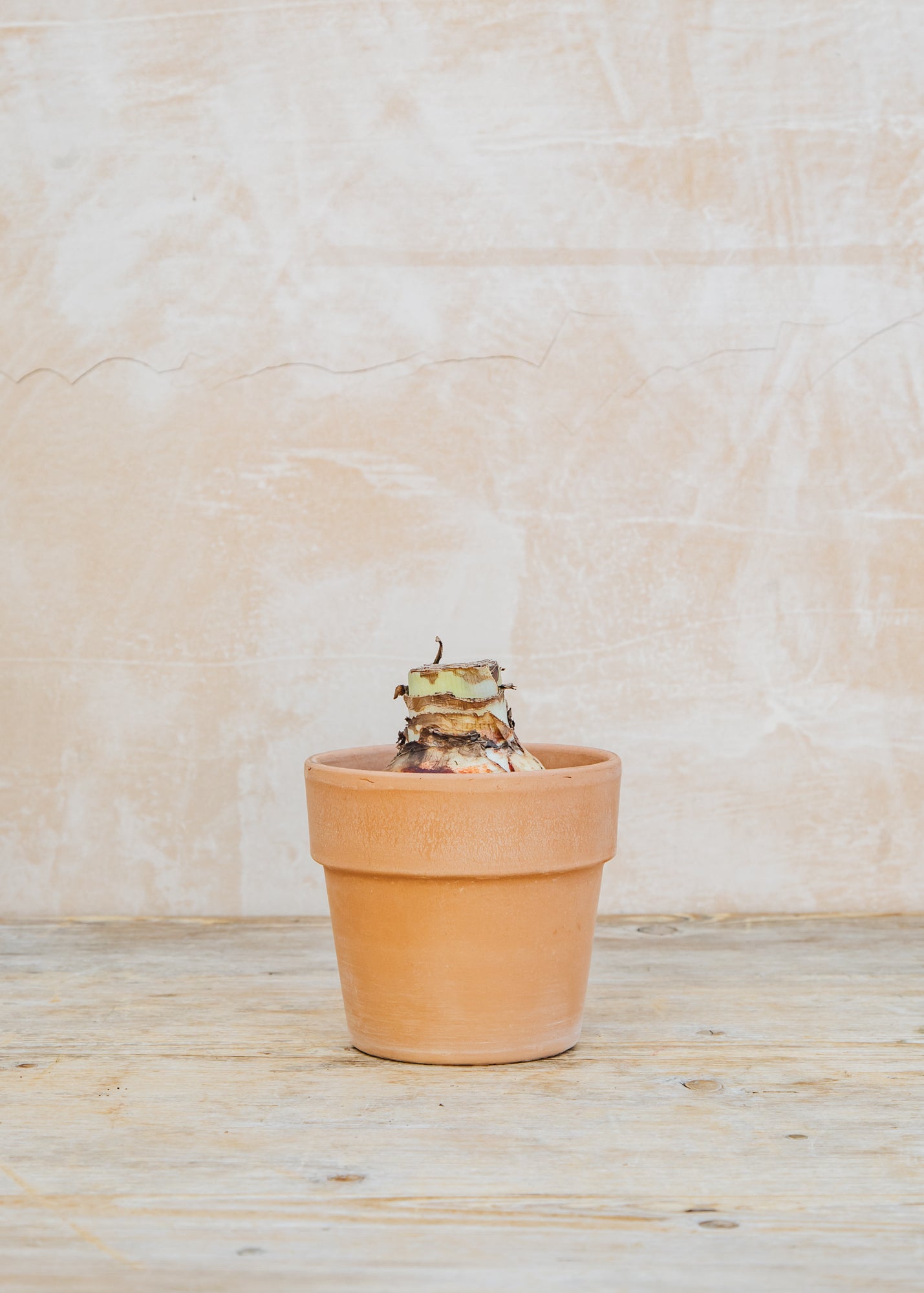 Taylors Bulbs Amaryllis Red Velvet Bulb with Pot and Compost Pellet