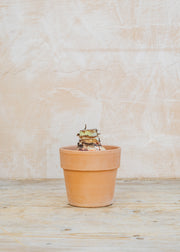 Taylors Bulbs Amaryllis Red Velvet Bulb with Pot and Compost Pellet