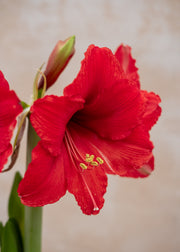 Houseplants Burford Garden Co. Hand Painted Red Wax Amaryllis