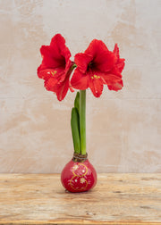Houseplants Burford Garden Co. Hand Painted Red Wax Amaryllis