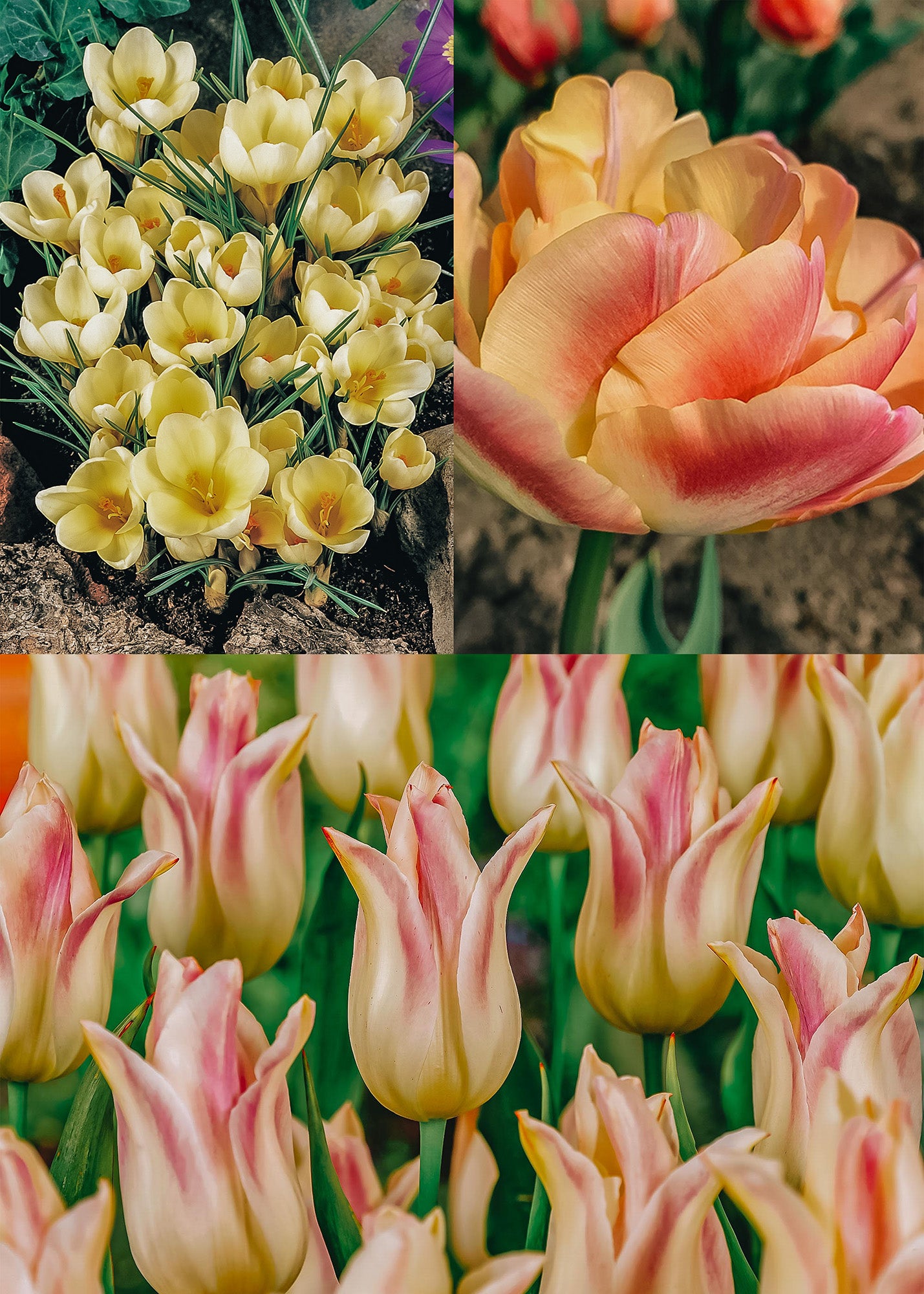 Buttery Tone Lasagne Planting Bulb Collection