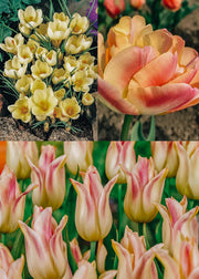 Buttery Tone Lasagne Planting Bulb Collection