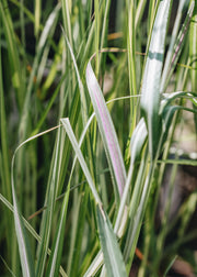 Calamagrostis Calamagrostis Avalanche