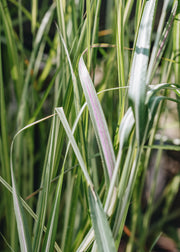 Calamagrostis Avalanche