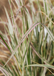 Calamagrostis Overdam, 2L