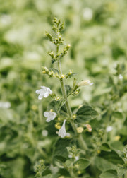 Hairy Pot Calamintha 'Marvelette White', 1L
