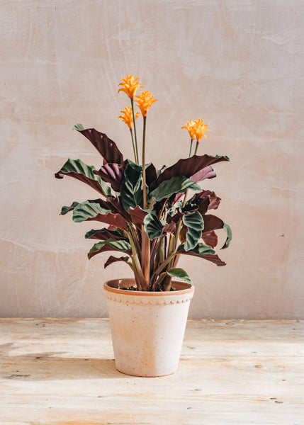 Calathea crocata – Burford Garden Co
