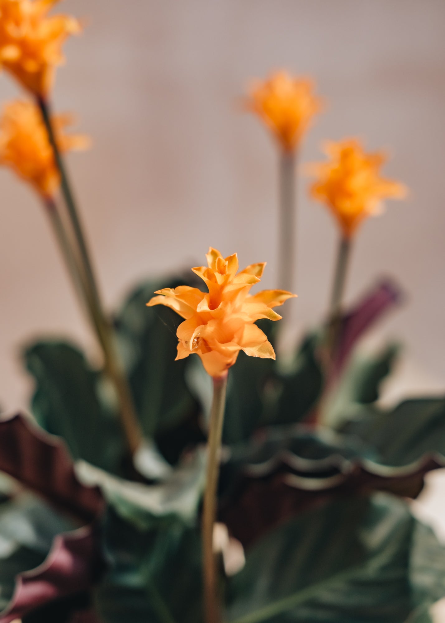 Calathea crocata – Burford Garden Co.