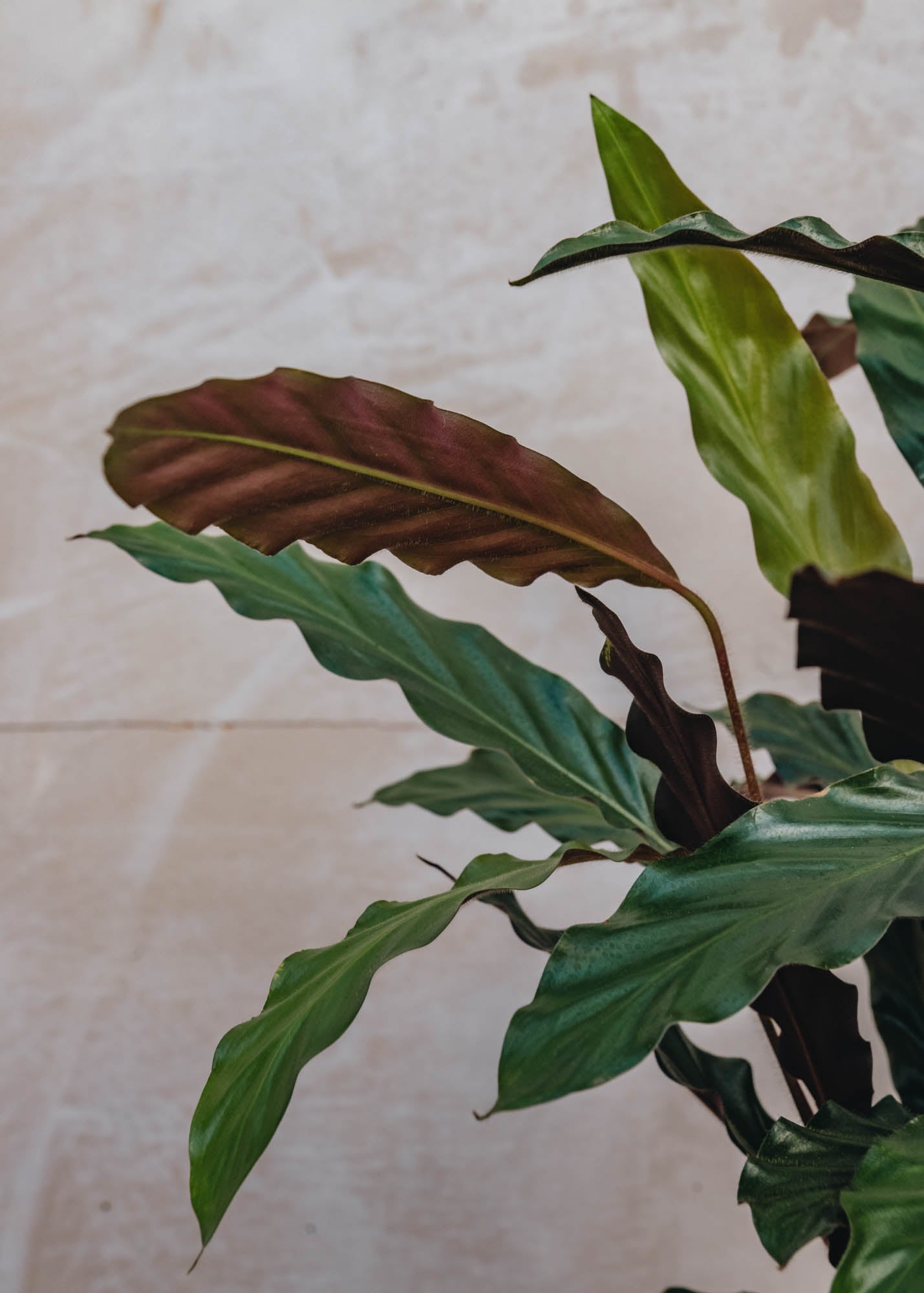 Houseplants British Grown Calathea Oppenheimiana