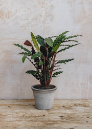 British Grown Calathea Oppenheimiana