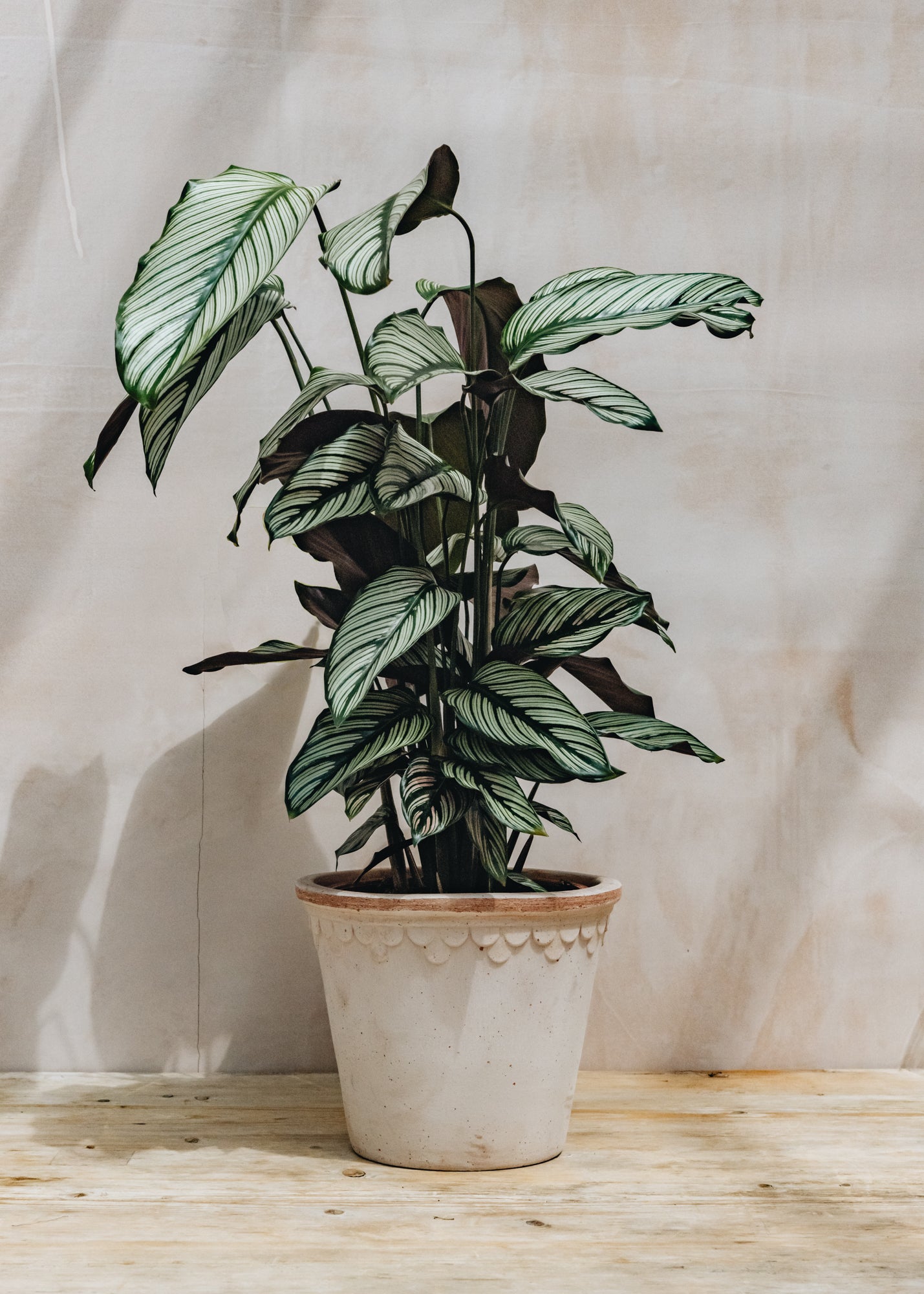 Calathea majestica