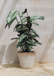 Calathea majestica