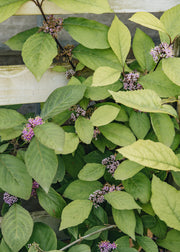 Callicarpa Callicarpa bodinieri 'Magical Purple', 3L
