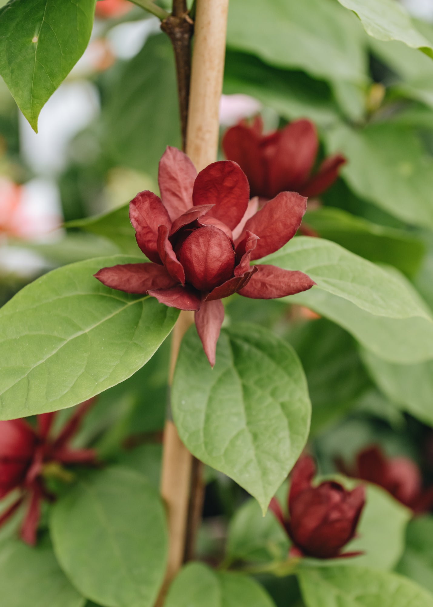 Calycanthus Hartlage Wine