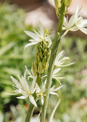 Hairy Pot Camassia 'Sacajawea', 1L