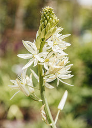 Camassia 'Sacajawea', 1L