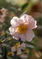 Camellia Camellia J. Sasanqua Pink, 2/3L 