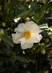 Camellia Camellia J. Sasanqua White, 2/3L 