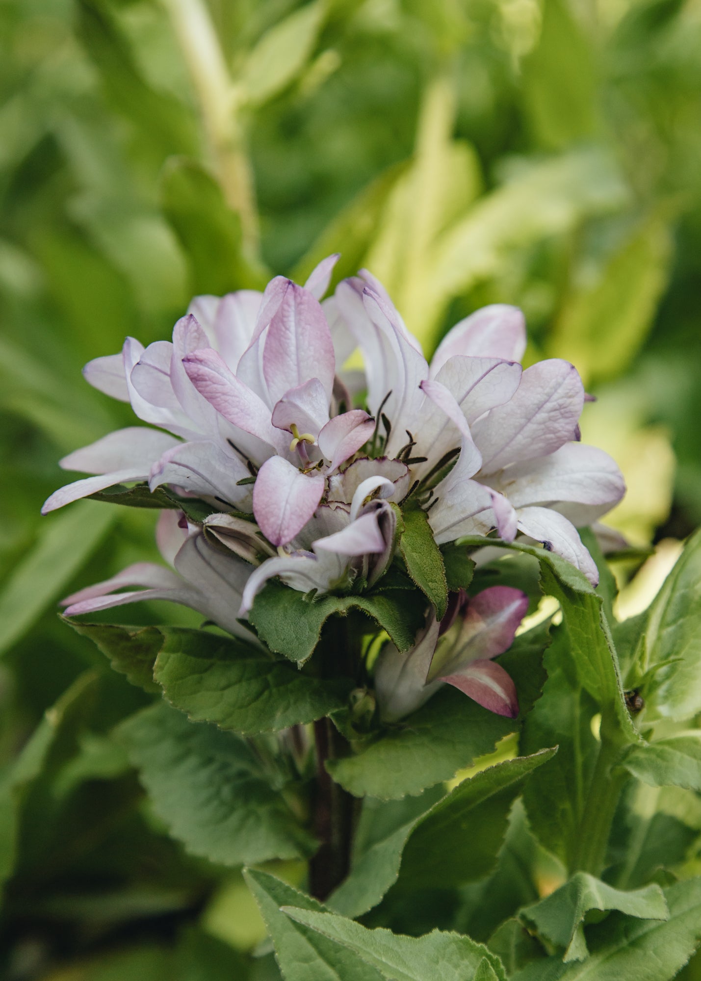 Altico Campanula glomerata Caroline, 2/3L