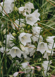 Campanula genti white