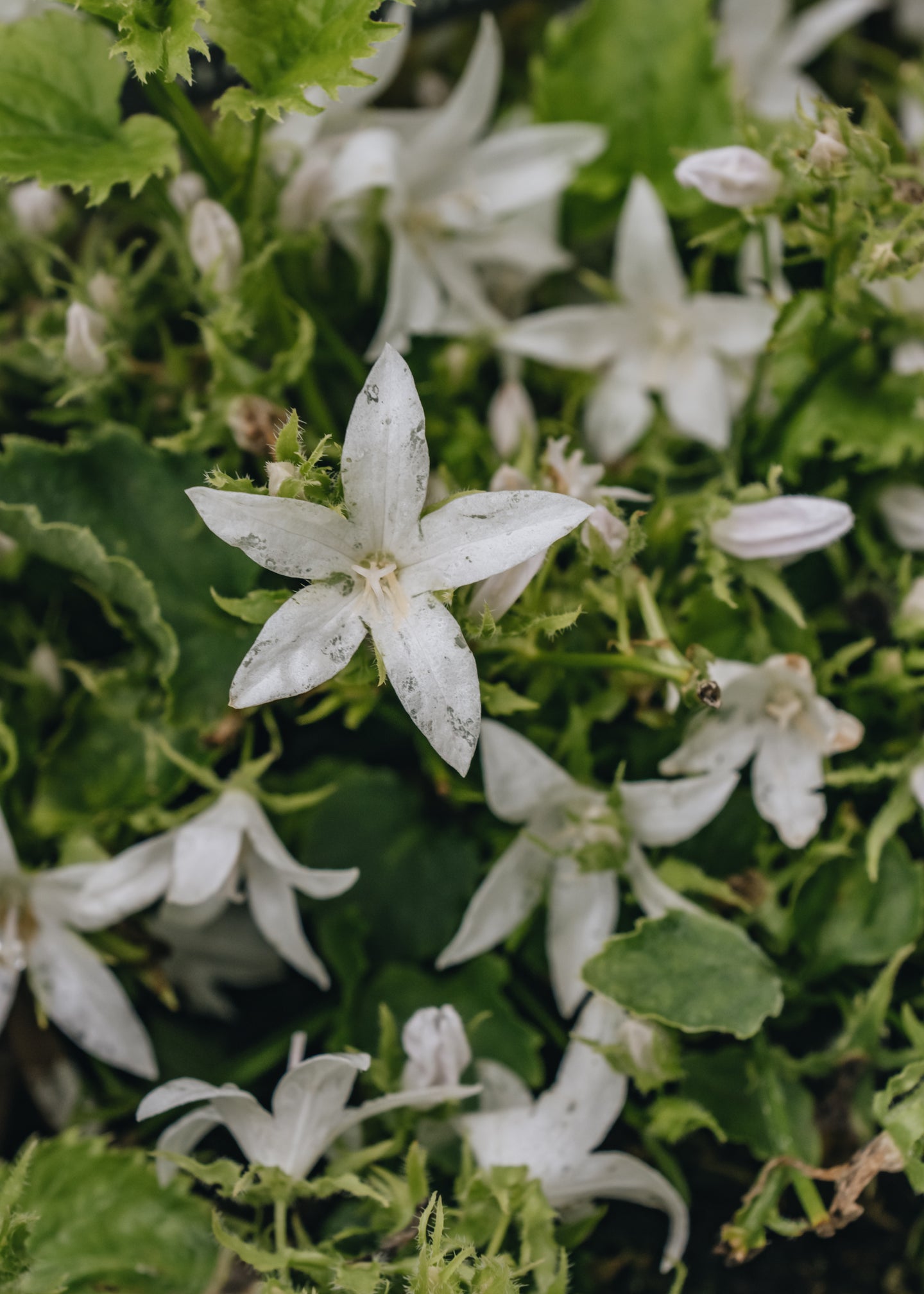 Campanula poscharskyana Silver Rain