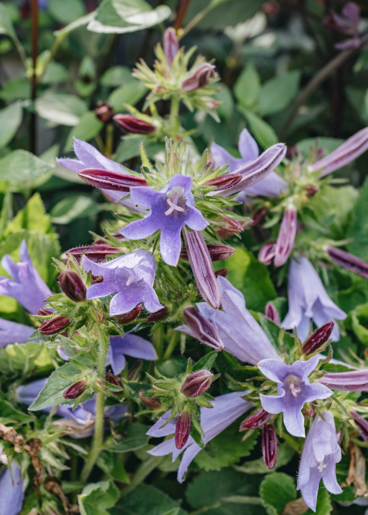Campanula Campanula Viking, 2/3L