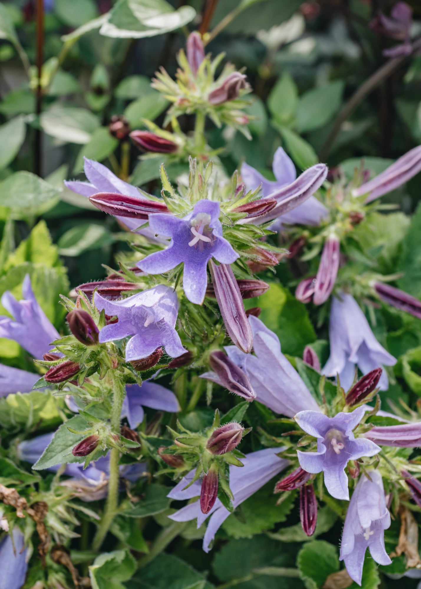 Campanula Viking