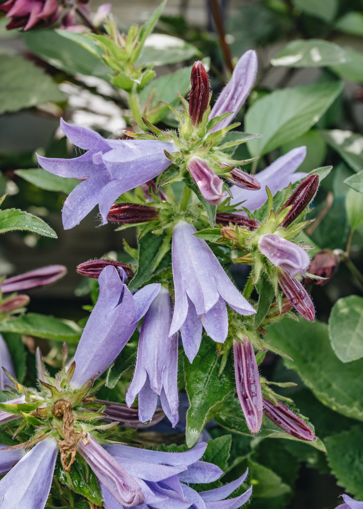Campanula Campanula Viking, 2/3L
