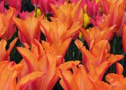 Taylors Bulbs Tulipa 'Campbell' Bulbs